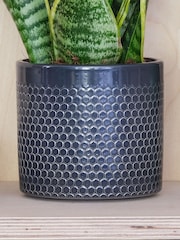 Beards & Daisies Granite Snake Plant & Capri Pot - Image 3 of 3