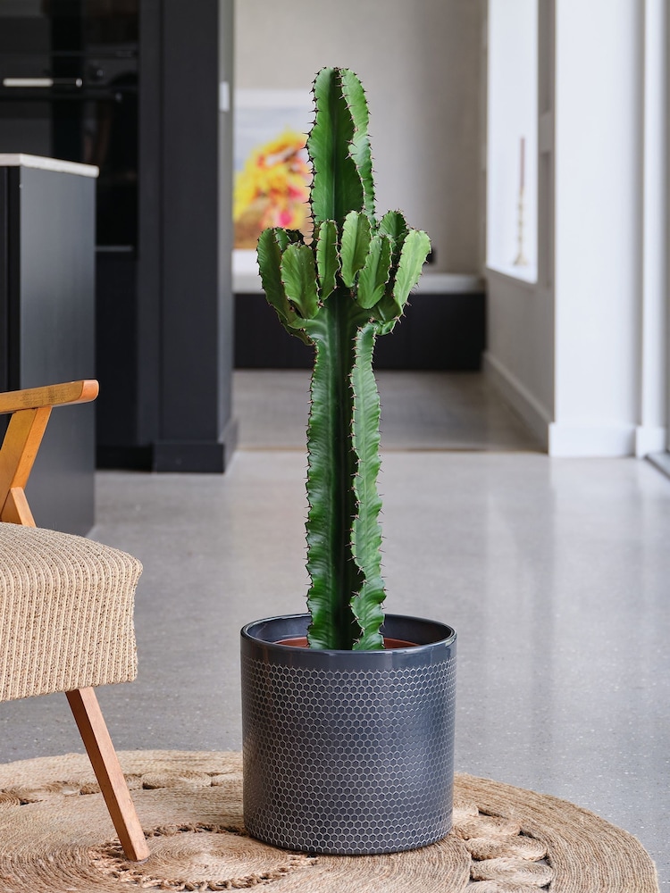 Beards & Daisies Granite Trigona Cactus & Capri Pot - Image 1 of 3 Beards & Daisies Granite Trigona Cactus & Capri Pot - Image 1 of 3