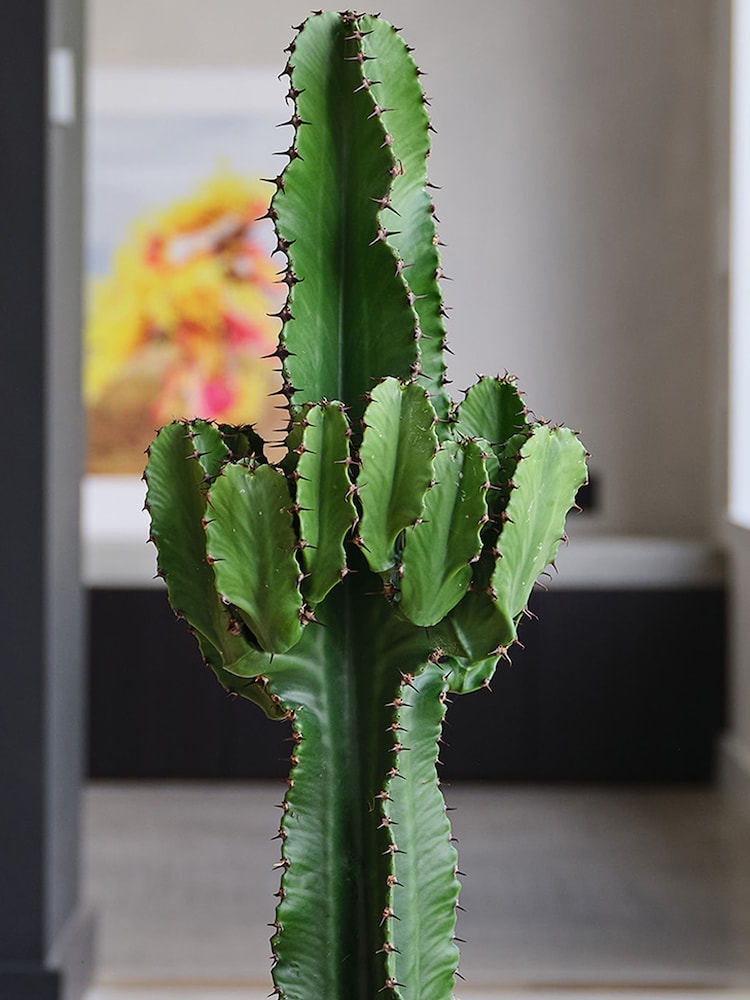 Beards & Daisies Granite Trigona Cactus & Capri Pot - Image 2 of 3 Beards & Daisies Granite Trigona Cactus & Capri Pot - Image 2 of 3