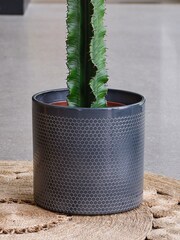 Beards & Daisies Granite Trigona Cactus & Capri Pot - Image 3 of 3