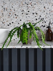 Beards & Daisies Grey Fishbone Cactus & Ribbed Pot - Image 1 of 3