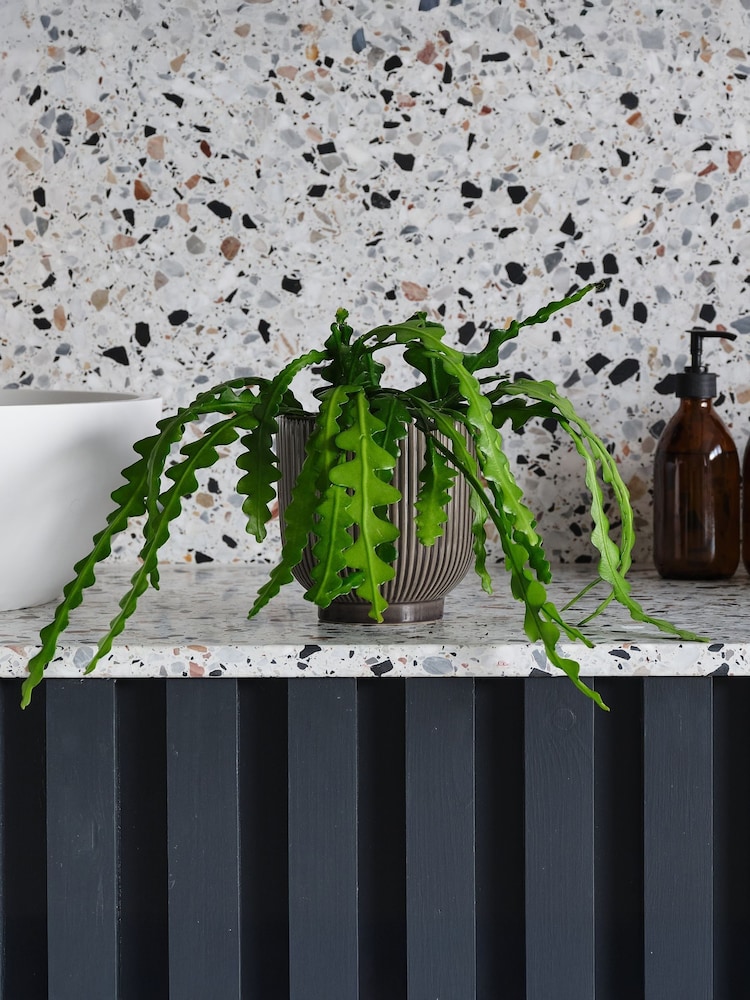 Beards & Daisies Grey Fishbone Cactus & Ribbed Pot - Image 1 of 3 Beards & Daisies Grey Fishbone Cactus & Ribbed Pot - Image 1 of 3