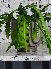 Beards & Daisies Grey Fishbone Cactus & Ribbed Pot - Image 3 of 3