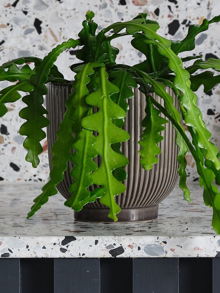 Beards & Daisies Grey Fishbone Cactus & Ribbed Pot - Image 3 of 3 Beards & Daisies Grey Fishbone Cactus & Ribbed Pot - Image 3 of 3
