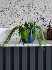 Beards & Daisies Inky Blue Fishbone Cactus & Earthenware Pot - Image 1 of 3