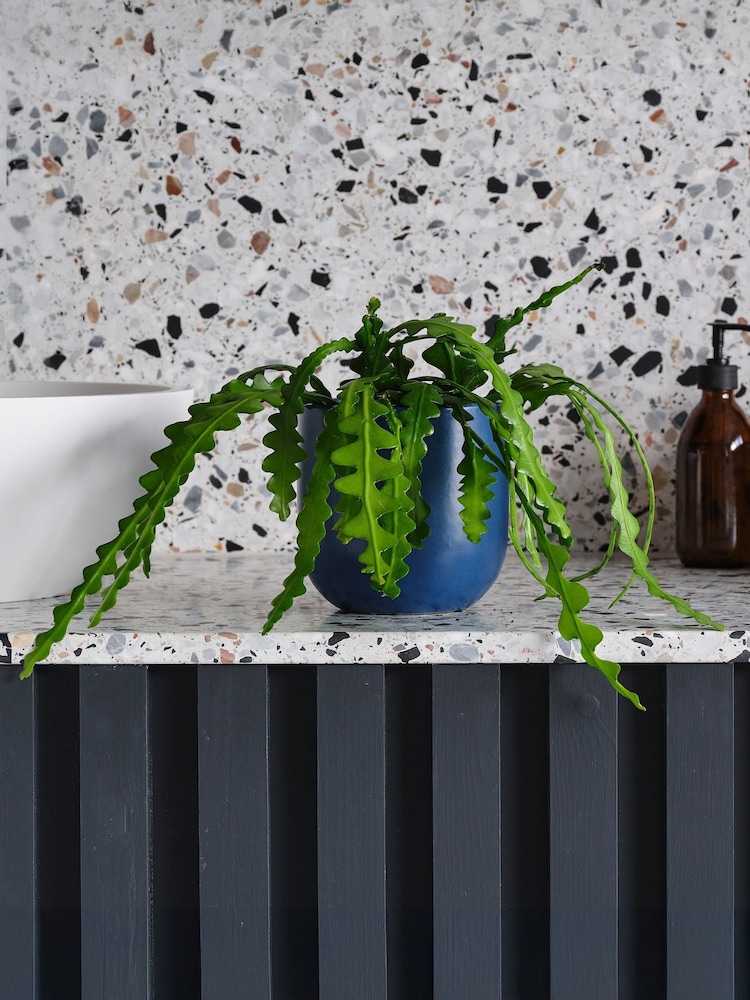 Beards & Daisies Inky Blue Fishbone Cactus & Earthenware Pot - Image 1 of 3