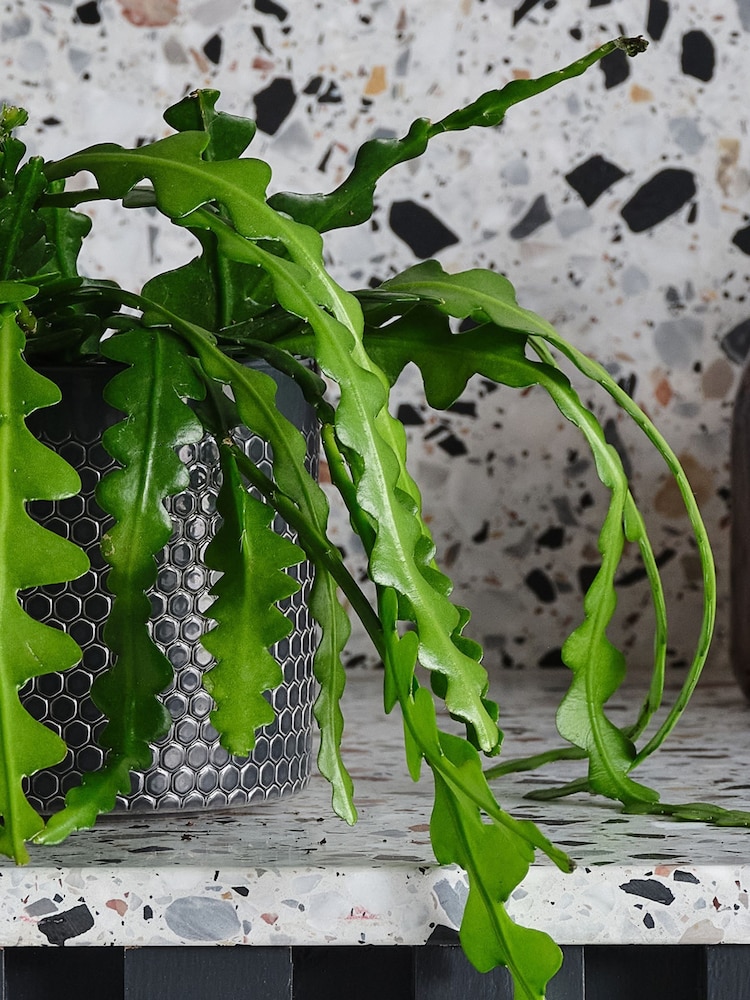 Beards & Daisies Inky Blue Fishbone Cactus & Earthenware Pot - Image 2 of 3