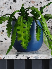 Beards & Daisies Inky Blue Fishbone Cactus & Earthenware Pot - Image 3 of 3