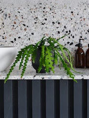 Beards & Daisies Navy Fishbone Cactus & Ribbed Pot - Image 1 of 3