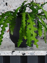 Beards & Daisies Navy Fishbone Cactus & Ribbed Pot - Image 3 of 3