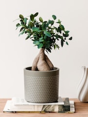 Beards & Daisies Light Green Ficus Ginseng & Capri Pot - Image 1 of 4