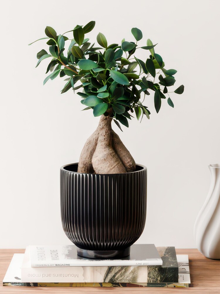 Beards & Daisies Navy Ficus Ginseng & Ribbed Pot - Image 1 of 4