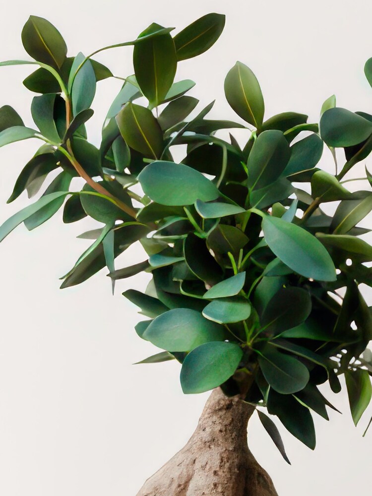 Beards & Daisies Navy Ficus Ginseng & Ribbed Pot - Image 2 of 4