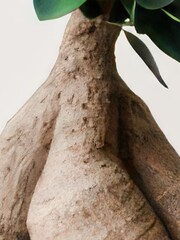 Beards & Daisies Navy Ficus Ginseng & Ribbed Pot - Image 3 of 4