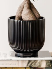 Beards & Daisies Navy Ficus Ginseng & Ribbed Pot - Image 4 of 4