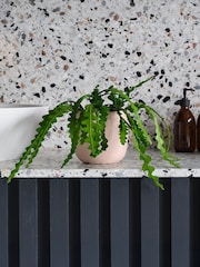 Beards & Daisies Pink Clay Fishbone Cactus & Earthenware Pot - Image 1 of 3