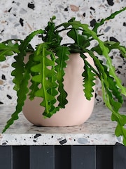 Beards & Daisies Pink Clay Fishbone Cactus & Earthenware Pot - Image 3 of 3