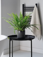 Beards & Daisies Granite Boston Fern & Capri Pot - Image 1 of 4