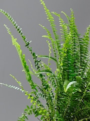 Beards & Daisies Granite Boston Fern & Capri Pot - Image 2 of 4