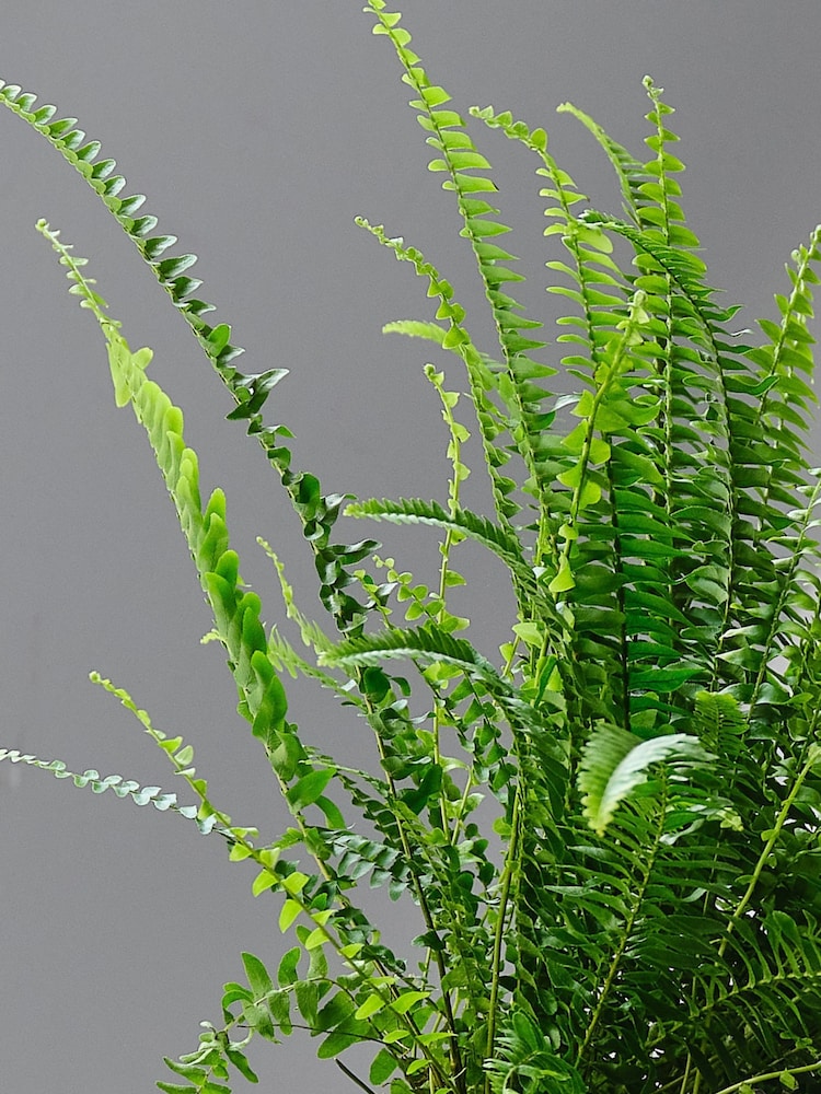 Beards & Daisies Granite Boston Fern & Capri Pot - Image 2 of 4