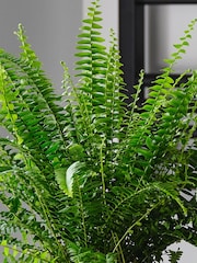 Beards & Daisies Granite Boston Fern & Capri Pot - Image 3 of 4