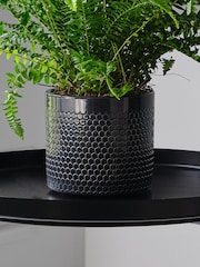 Beards & Daisies Granite Boston Fern & Capri Pot - Image 4 of 4