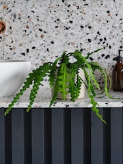 Beards & Daisies Light Green Fishbone Cactus & Capri Pot - Image 1 of 3