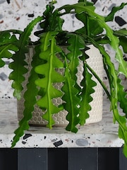 Beards & Daisies Light Green Fishbone Cactus & Capri Pot - Image 3 of 3