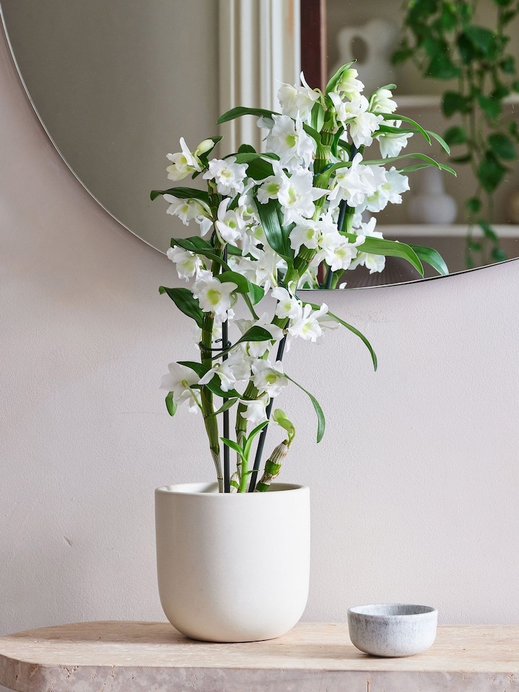 Beards & Daisies Oyster Orchid & Earthenware Pot - Image 1 of 3