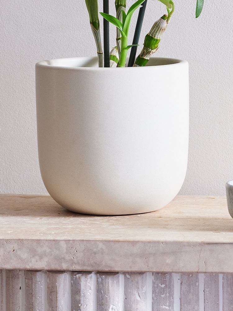 Beards & Daisies Oyster Orchid & Earthenware Pot - Image 3 of 3