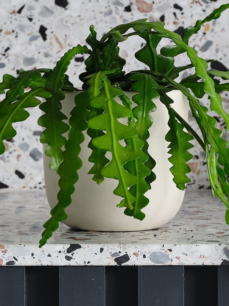 Beards & Daisies Oyster Fishbone Cactus & Earthenware Pot - Image 3 of 3 Beards & Daisies Oyster Fishbone Cactus & Earthenware Pot - Image 3 of 3