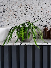 Beards & Daisies Graphite Fishbone Cactus & Earthenware Pot - Image 1 of 3