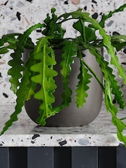 Beards & Daisies Graphite Fishbone Cactus & Earthenware Pot - Image 3 of 3