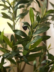 Green Artificial Olive Tree in Rustic Pot - Image 2 of 3