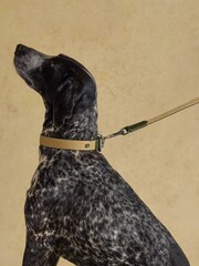 Joules Khaki Green Pet Lead - Image 2 of 5