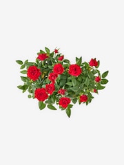 Red Rose Plant Duo in Trough with Christmas Lights - Image 3 of 4