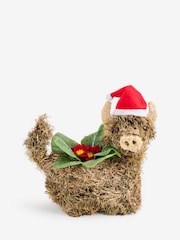 Red Primrose Christmas Plant in Novelty Hamish Planter - Image 3 of 6