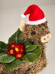 Red Primrose Christmas Plant in Novelty Hamish Planter - Image 5 of 6