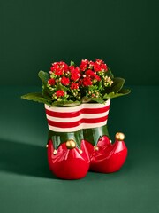 Red/Green Kalanchoe Plant in Elf Boot Planter - Image 1 of 4