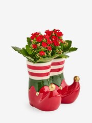 Red/Green Kalanchoe Plant in Elf Boot Planter - Image 3 of 4