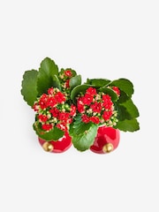 Red/Green Kalanchoe Plant in Elf Boot Planter - Image 4 of 4