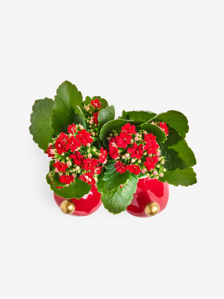 Red/Green Kalanchoe Plant in Elf Boot Planter - Image 4 of 4 Red/Green Kalanchoe Plant in Elf Boot Planter - Image 4 of 4
