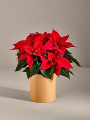 Red Poinsettia Christmas Real Plant in Hatbox - Image 1 of 4