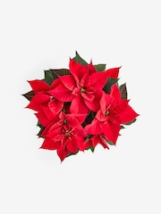 Red Poinsettia Christmas Real Plant in Hatbox - Image 2 of 4