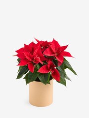Red Poinsettia Christmas Real Plant in Hatbox - Image 3 of 4