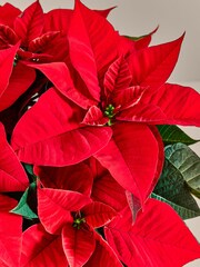 Red Poinsettia Christmas Real Plant in Hatbox - Image 4 of 4