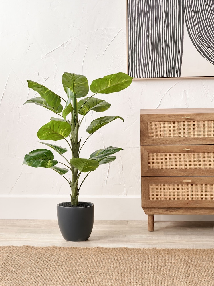 Pacific Lifestyle Green Elephant Ear Plant - Image 1 of 3