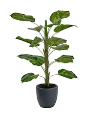 Pacific Lifestyle Green Elephant Ear Plant - Image 3 of 3