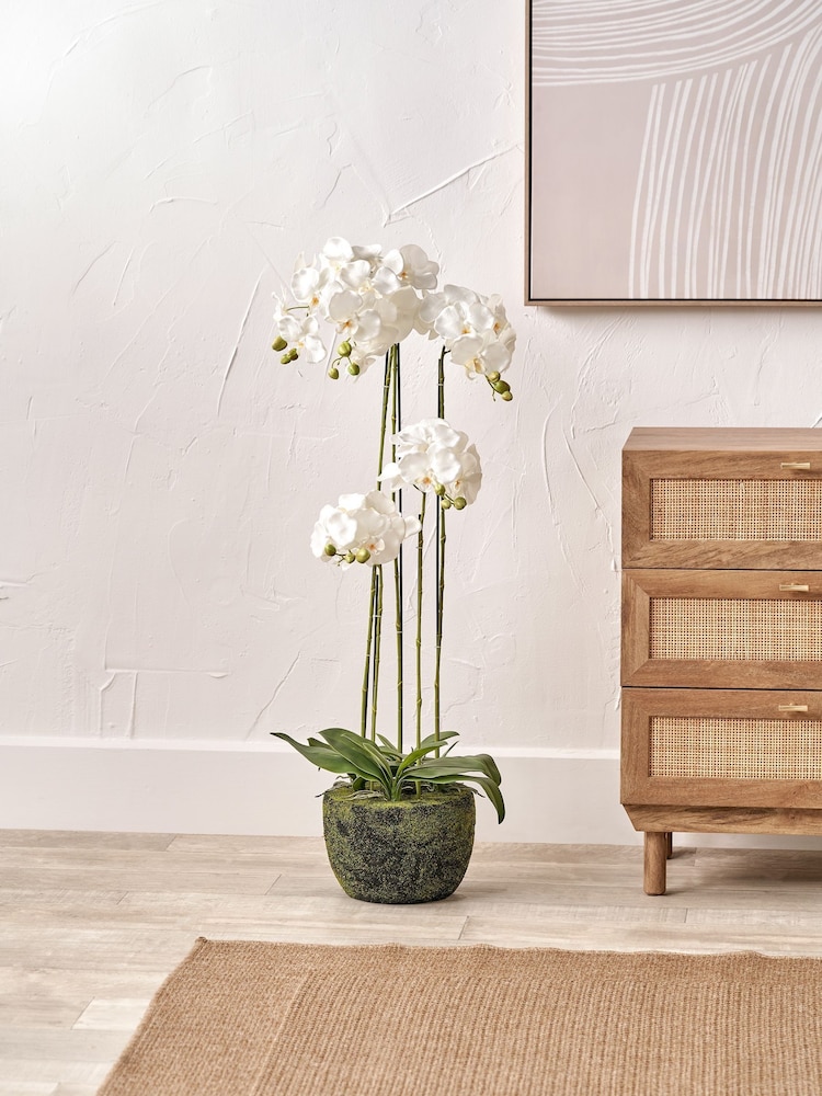 Pacific Lifestyle Green Tall Orchid In Moss - Image 1 of 6