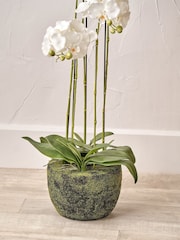 Pacific Lifestyle Green Tall Orchid In Moss - Image 3 of 6